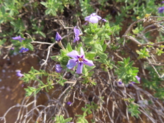Jamesbrittenia maxii (Jamesbrittenia maxii)
