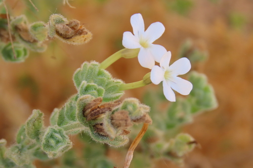 Jamesbrittenia maxii (Jamesbrittenia maxii)
