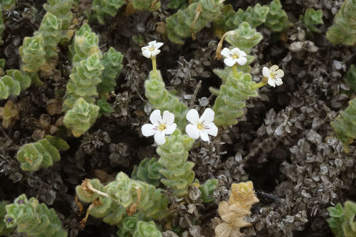 Jamesbrittenia maxii (Jamesbrittenia maxii)