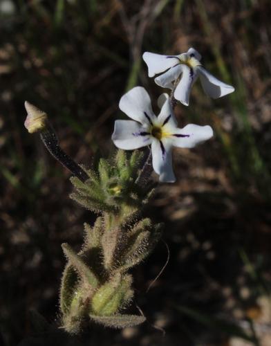 Jamesbrittenia maxii (Jamesbrittenia maxii)