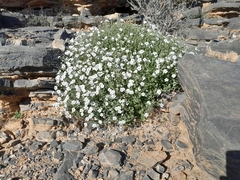 Jamesbrittenia maxii (Jamesbrittenia maxii)