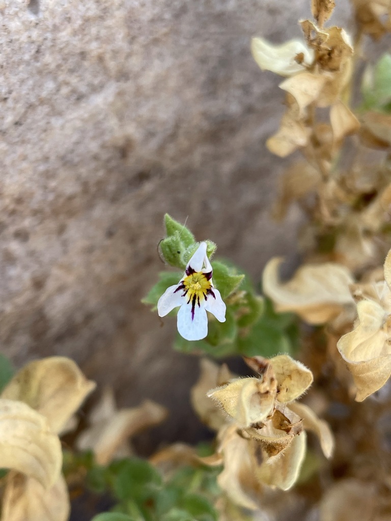 Jamesbrittenia megaphylla (Jamesbrittenia megaphylla)
