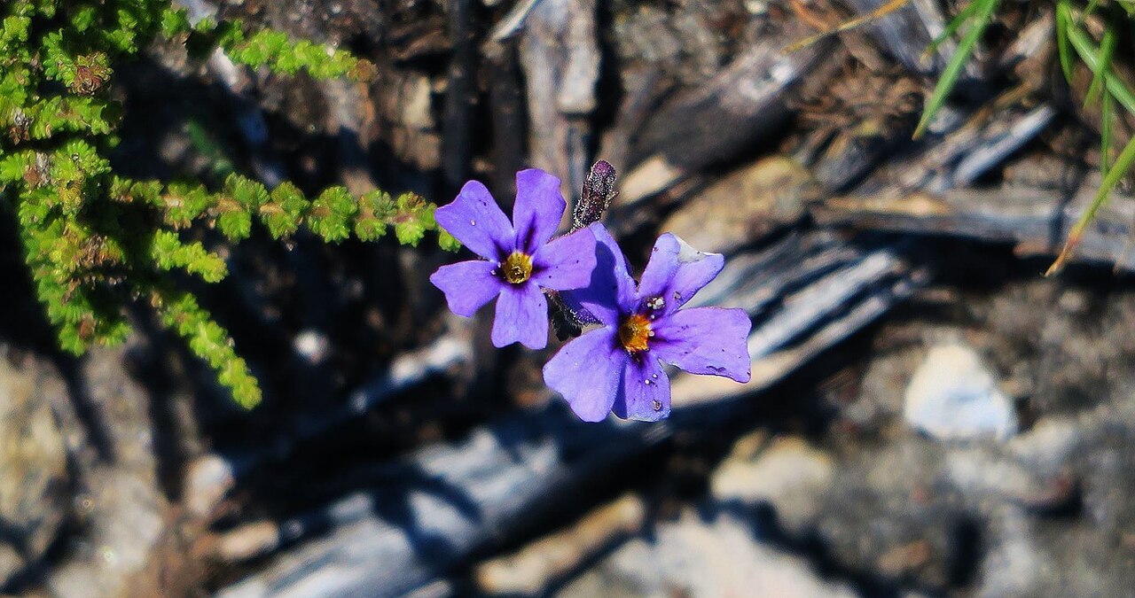 Jamesbrittenia microphylla: Jamesbrittenia microphylla (L. f.) Hilliard - in coastal scrub near Port Elizabeth, South Africa