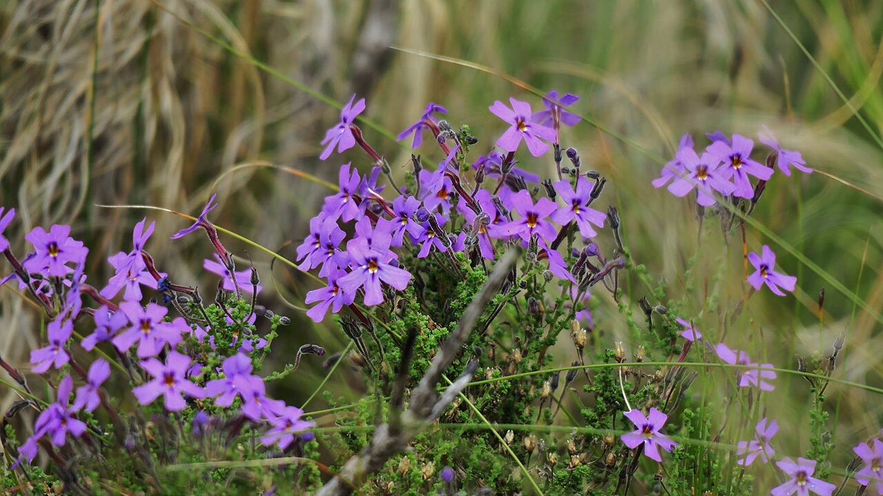 Jamesbrittenia microphylla: Jamesbrittenia microphylla (L. f.) Hilliard - Sardinia Bay Nature Reserve, Port Elizabeth, South Africa