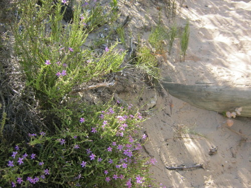 Jamesbrittenia microphylla (Jamesbrittenia microphylla)