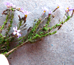 Jamesbrittenia microphylla (Jamesbrittenia microphylla)
