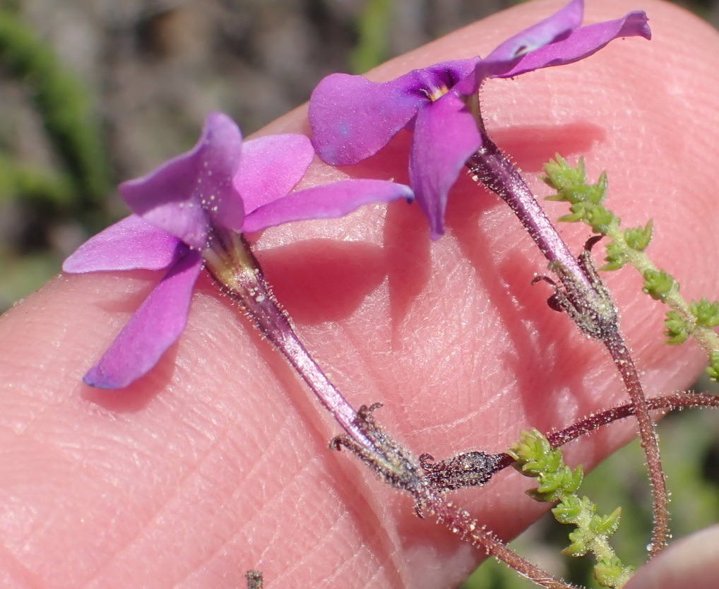Jamesbrittenia microphylla (Jamesbrittenia microphylla)