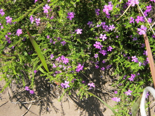 Jamesbrittenia microphylla (Jamesbrittenia microphylla)