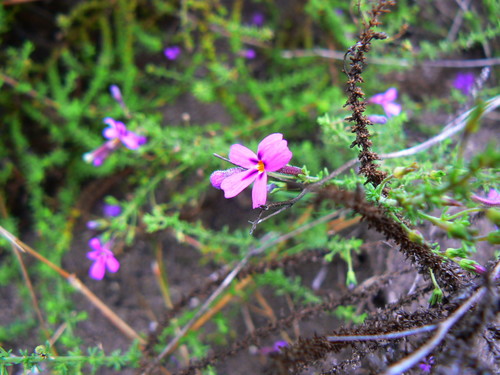Jamesbrittenia microphylla (Jamesbrittenia microphylla)