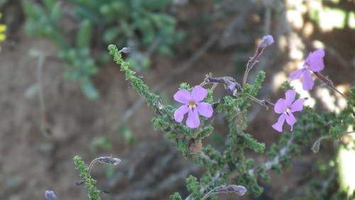 Jamesbrittenia microphylla (Jamesbrittenia microphylla)