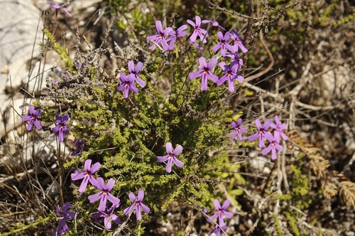 Jamesbrittenia microphylla (Jamesbrittenia microphylla)