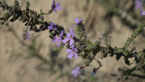 Jamesbrittenia microphylla (Jamesbrittenia microphylla)
