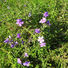 Jamesbrittenia microphylla (Jamesbrittenia microphylla)