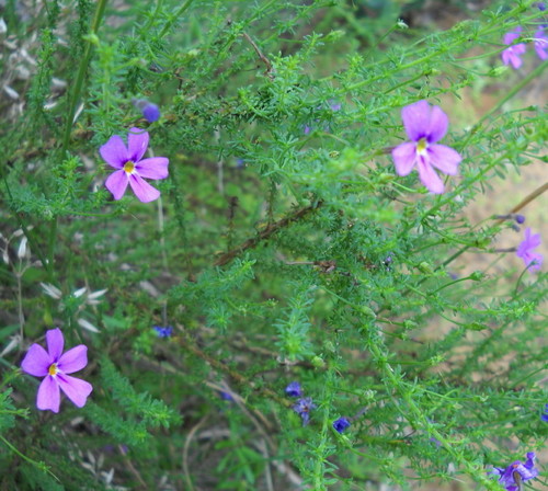 Jamesbrittenia microphylla (Jamesbrittenia microphylla)