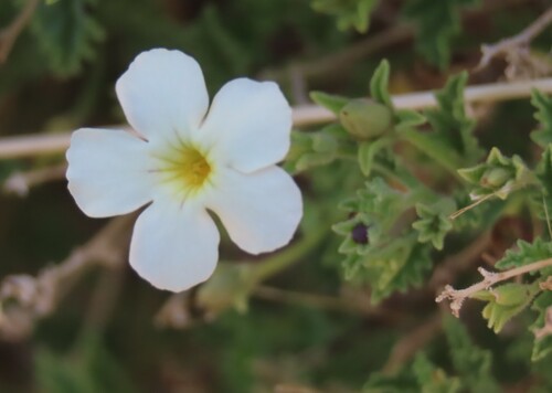 Jamesbrittenia pallida (Jamesbrittenia pallida)