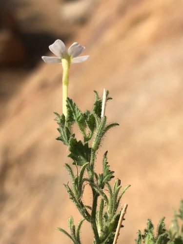 Jamesbrittenia pallida (Jamesbrittenia pallida)