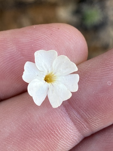 Jamesbrittenia pallida (Jamesbrittenia pallida)