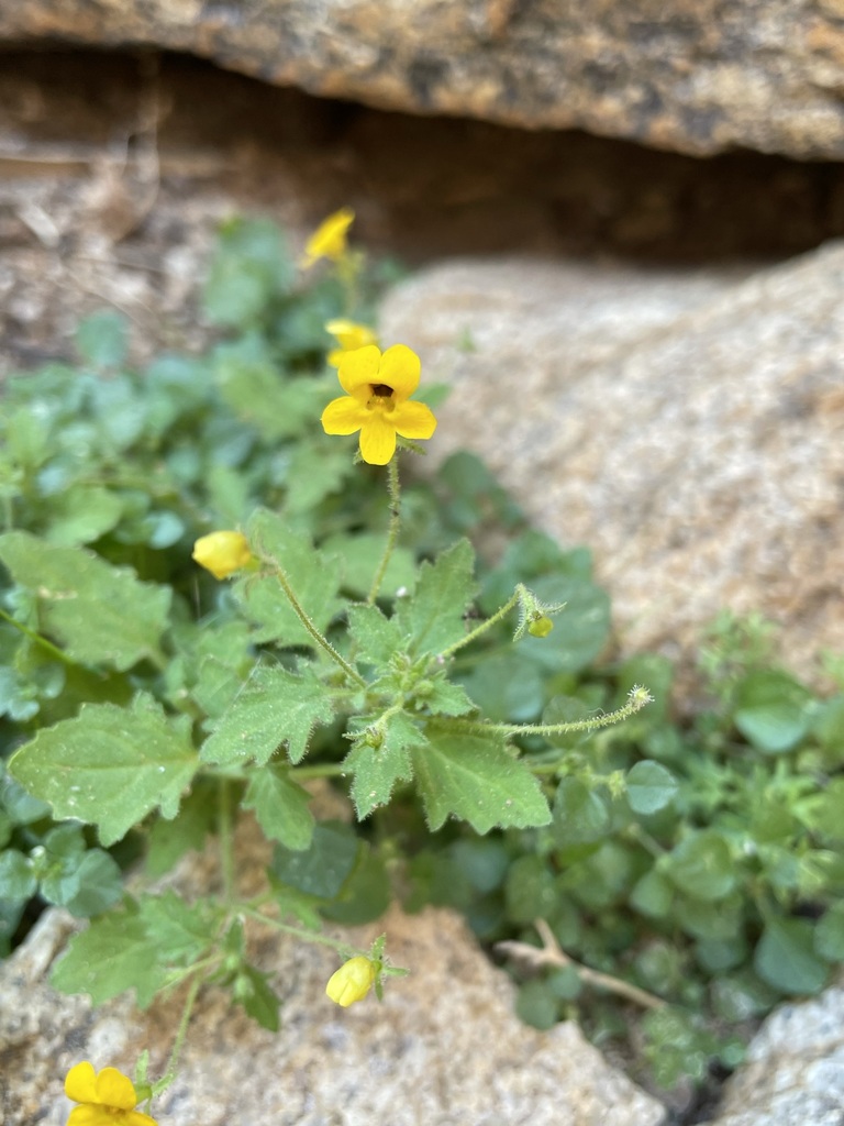 Jamesbrittenia pedunculosa (Jamesbrittenia pedunculosa)