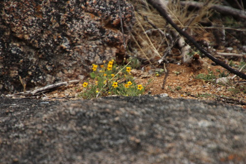 Jamesbrittenia pedunculosa (Jamesbrittenia pedunculosa)