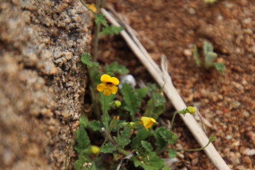 Jamesbrittenia pedunculosa (Jamesbrittenia pedunculosa)