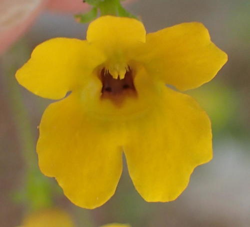 Jamesbrittenia pedunculosa (Jamesbrittenia pedunculosa)