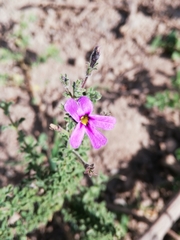 Jamesbrittenia pinnatifida (Jamesbrittenia pinnatifida)