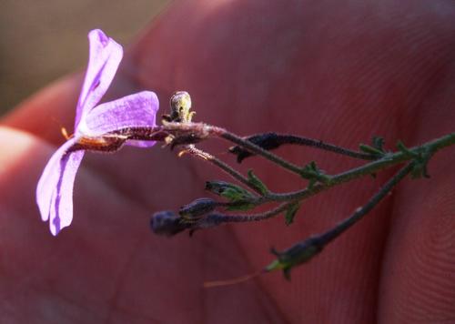 Jamesbrittenia pinnatifida (Jamesbrittenia pinnatifida)