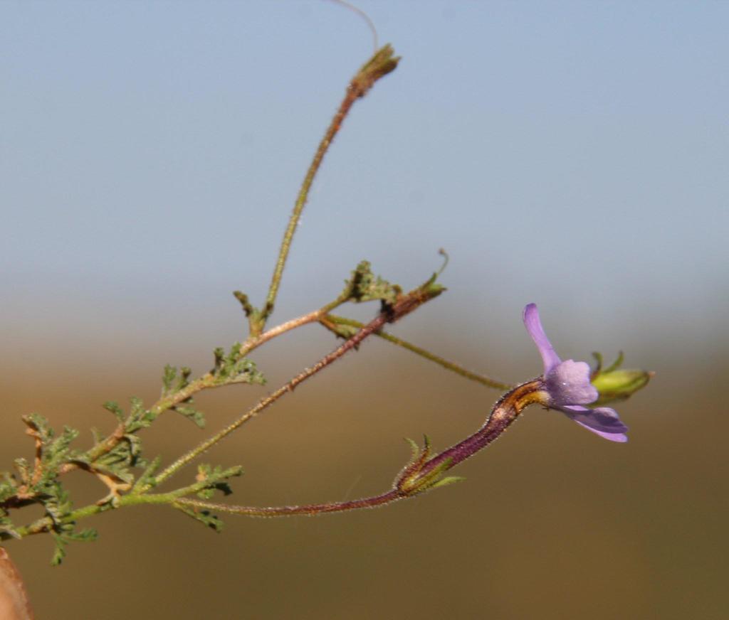 Jamesbrittenia pinnatifida (Jamesbrittenia pinnatifida)
