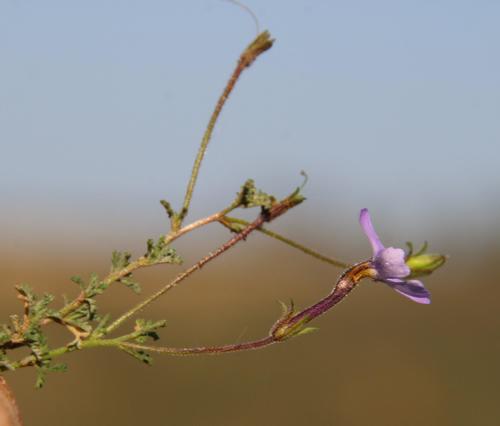 Jamesbrittenia pinnatifida (Jamesbrittenia pinnatifida)