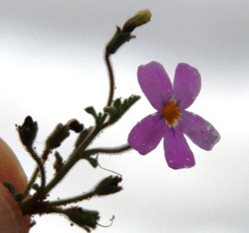 Jamesbrittenia pinnatifida (Jamesbrittenia pinnatifida)