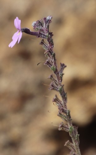 Jamesbrittenia pristisepala (Jamesbrittenia pristisepala)