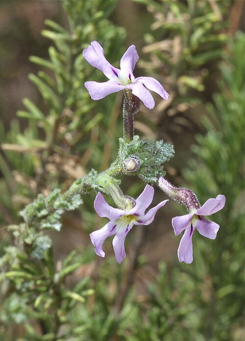 Jamesbrittenia pristisepala: Lesotho, Drakenberg mountains