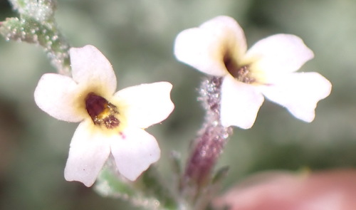 Jamesbrittenia pristisepala (Jamesbrittenia pristisepala)