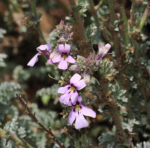 Jamesbrittenia pristisepala (Jamesbrittenia pristisepala)