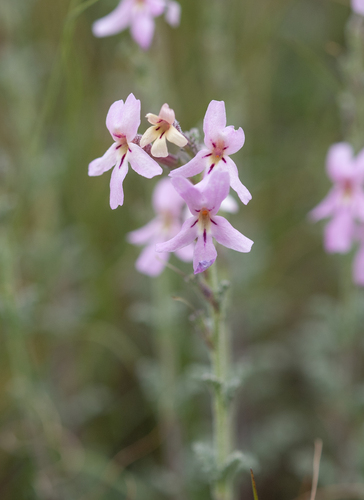 Jamesbrittenia pristisepala (Jamesbrittenia pristisepala)