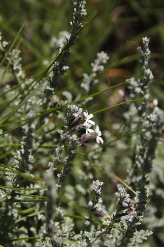 Jamesbrittenia pristisepala (Jamesbrittenia pristisepala)