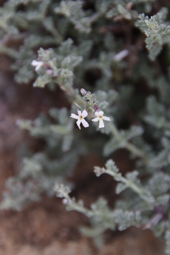 Jamesbrittenia pristisepala (Jamesbrittenia pristisepala)