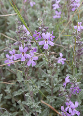 Jamesbrittenia pristisepala (Jamesbrittenia pristisepala)