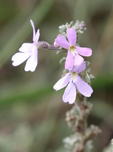 Jamesbrittenia pristisepala (Jamesbrittenia pristisepala)