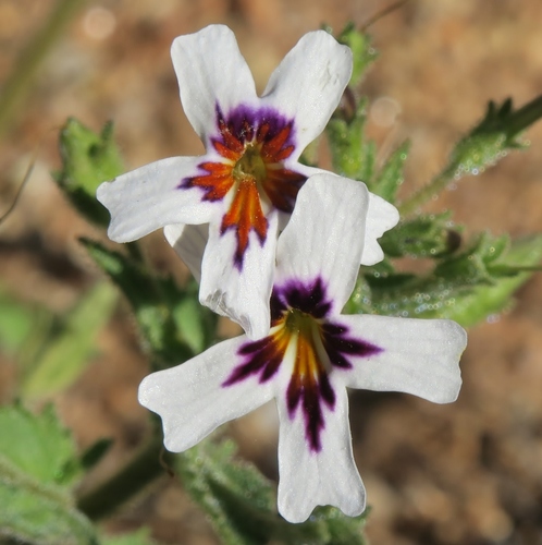Jamesbrittenia racemosa (Jamesbrittenia racemosa)
