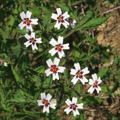 Jamesbrittenia racemosa (Jamesbrittenia racemosa)