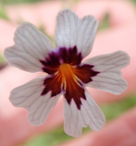 Jamesbrittenia racemosa (Jamesbrittenia racemosa)