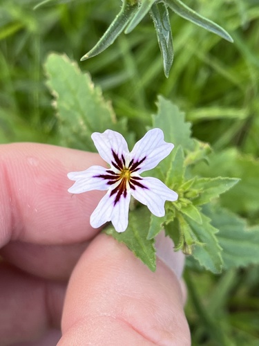 Jamesbrittenia racemosa (Jamesbrittenia racemosa)