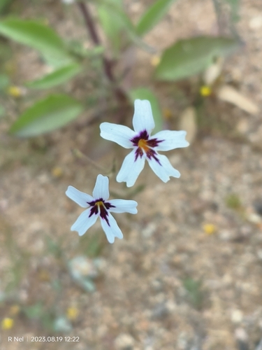 Jamesbrittenia racemosa (Jamesbrittenia racemosa)