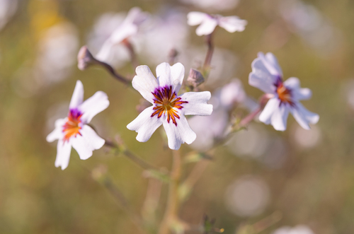 Jamesbrittenia racemosa (Jamesbrittenia racemosa)