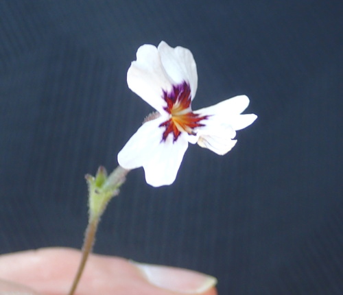 Jamesbrittenia racemosa (Jamesbrittenia racemosa)