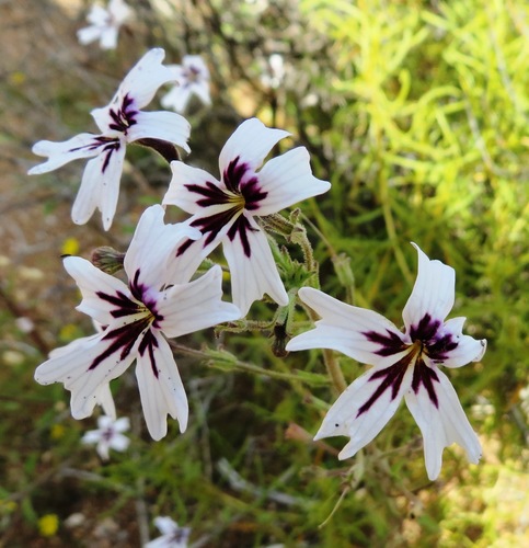 Jamesbrittenia racemosa (Jamesbrittenia racemosa)