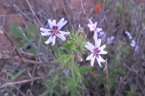 Jamesbrittenia racemosa (Jamesbrittenia racemosa)