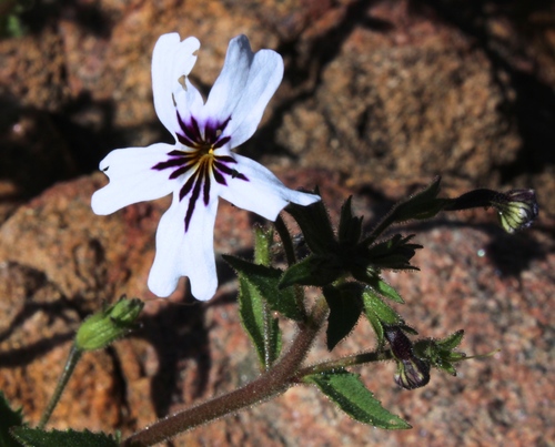 Jamesbrittenia racemosa (Jamesbrittenia racemosa)