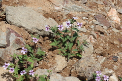 Jamesbrittenia racemosa (Jamesbrittenia racemosa)